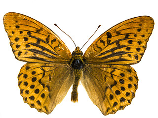 Image showing Argynnis adippe