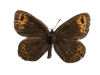 Image showing Erebia gorgone