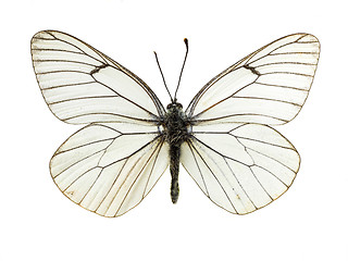 Image showing Aporia crataegi