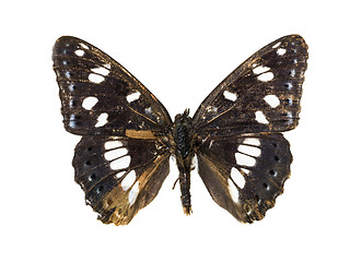 Image showing Limenitis camilla