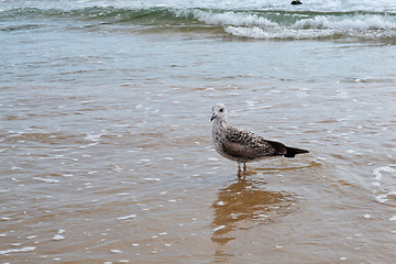 Image showing the seagull goes on a water edge