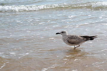 Image showing the seagull goes on the coast