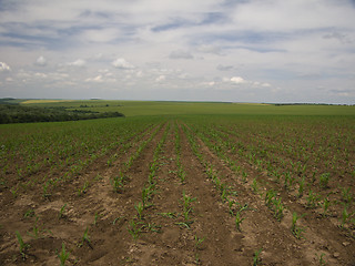 Image showing Corn fields