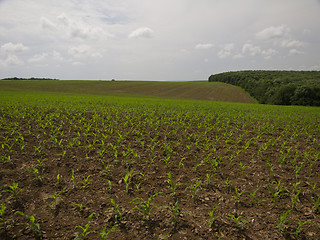 Image showing Corn fields