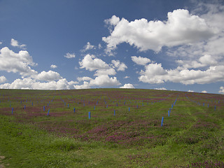 Image showing Young acacia trees