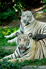 Image showing Two Tigers