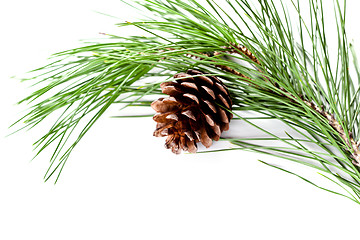 Image showing fir tree branch with pinecone