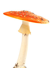 Image showing Fly agaric (amanita muscaria) isolated on white background