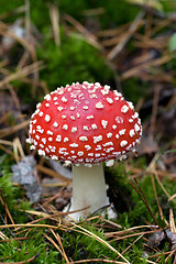 Image showing Fly agaric (Amanita muscaria) in moss