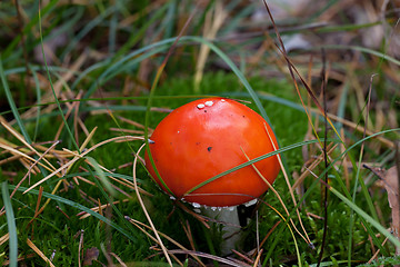 Image showing Amanita muscaria mushroom in moss