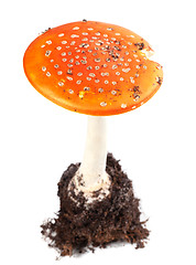 Image showing Amanita muscaria mushroom 