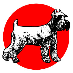 Image showing Schnauzer