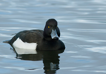 Image showing Tufted duck