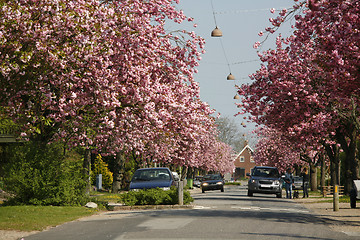 Image showing Prunus yedoensis