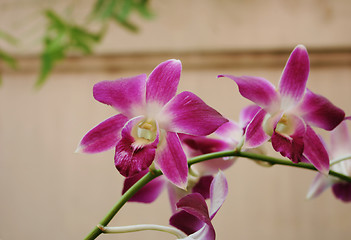 Image showing Thai orchids