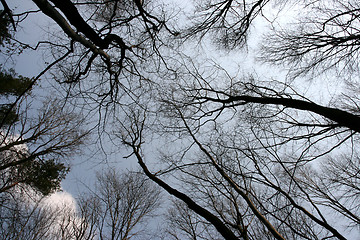 Image showing Forest treetops