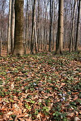 Image showing Early spring forest