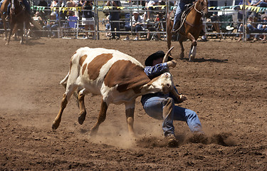 Image showing Steer Wrestling