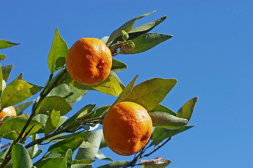 Image showing Mandarins