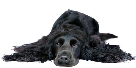 Image showing Cocker Spaniel 1