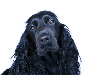 Image showing Cocker Spaniel 2