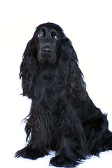 Image showing Cocker Spaniel 3