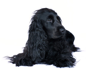 Image showing Cocker spaniel 4