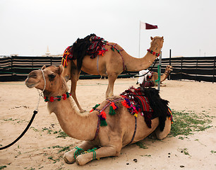 Image showing Bedouin camels