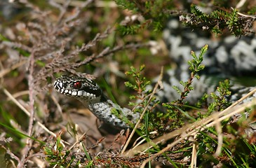 Image showing norwegian snake [vipera berus]