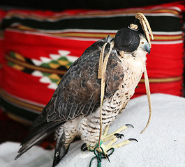 Image showing Arabian falcon