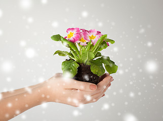 Image showing woman's hands holding flower in soil