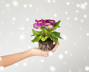 Image showing woman's hands holding flower in soil