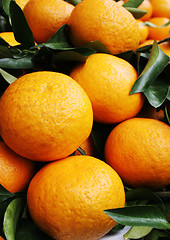 Image showing Oranges