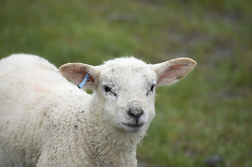 Image showing Lamb