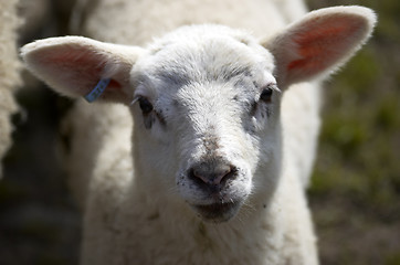 Image showing Lamb