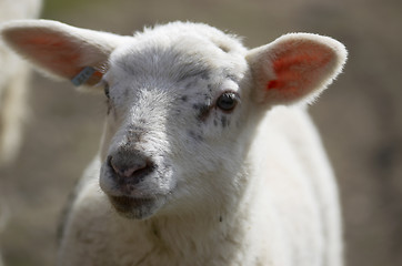 Image showing Lamb