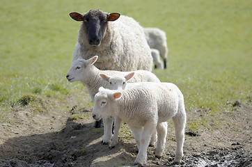 Image showing Mum and lambs