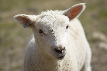 Image showing Mum and lambs