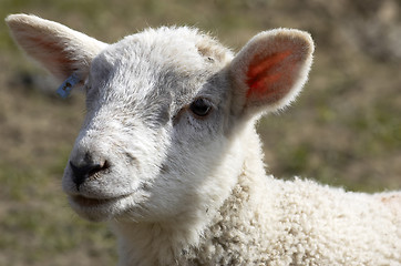 Image showing Mum and lambs