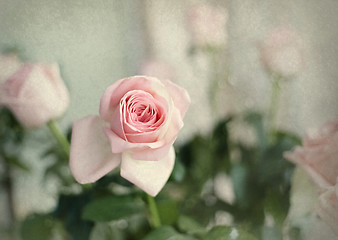 Image showing Vintage pink rose