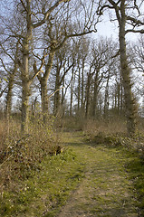 Image showing Woodland path