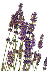 Image showing Lavender blossoms