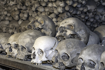 Image showing Human bones.