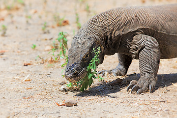 Image showing Komodo Dragon