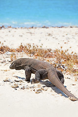 Image showing Komodo Dragon
