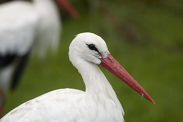 Image showing white stork