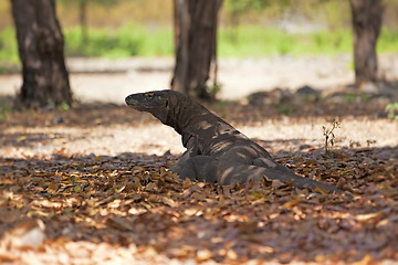 Image showing Komodo Dragon