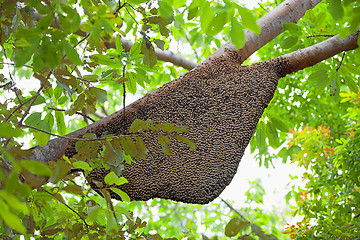 Image showing Natural Beehive