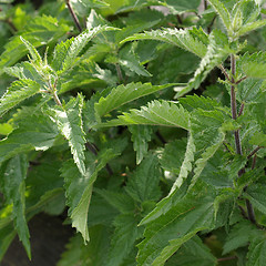 Image showing Stinging nettle