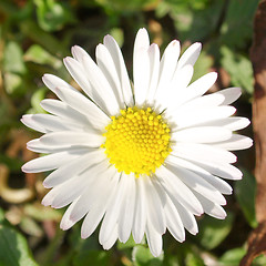 Image showing Daisy